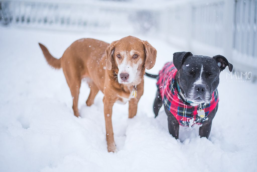 dogs in snow, dogs playing in snow, indianapolis, snow photography